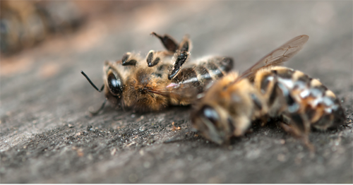 Image illustrating bee mortality